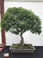 Trident Maple-